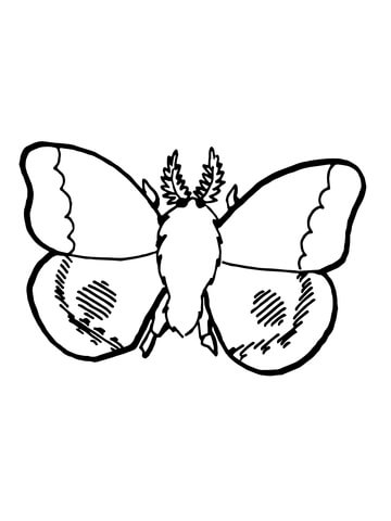 Nocturnal Moth Coloring Page